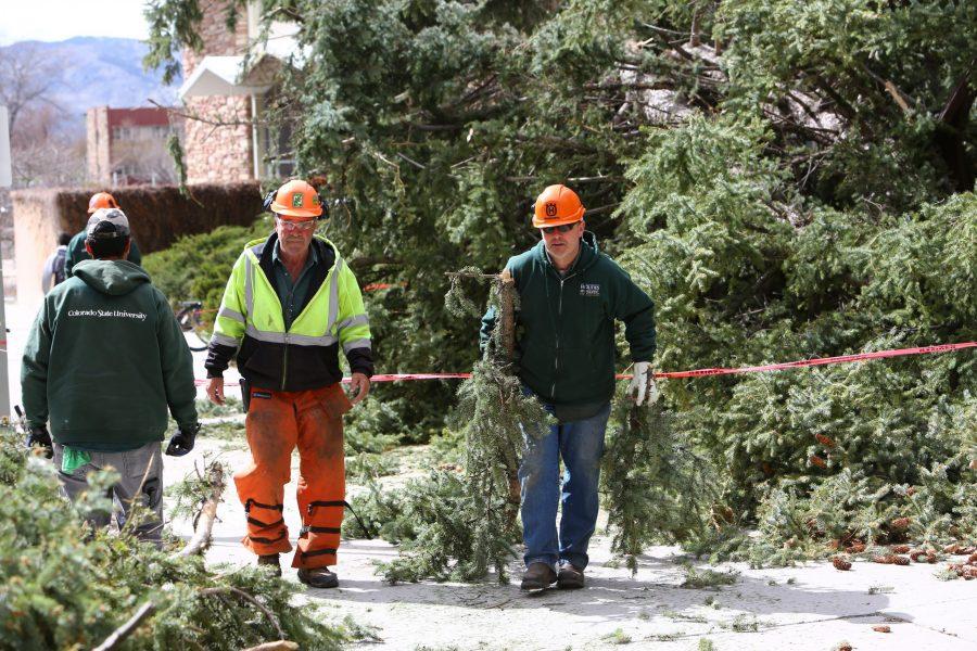 High winds causes tree to break on campus