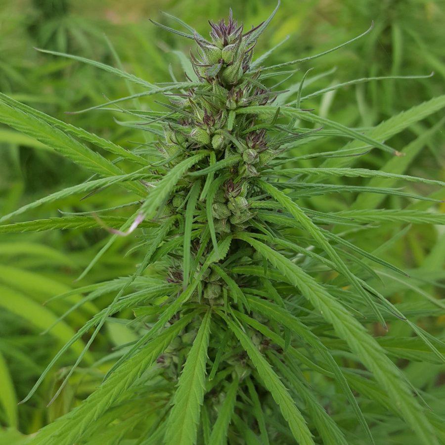 Apart from the THC content levels, there are also several physical characteristics that differentiate a hemp plant from a marijuana plant. Photo courtesy: Mike Sullivan, Hemp Farms Colorado LLC.
