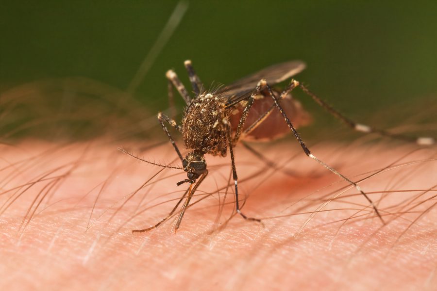 Mosquito transmitting a vector-borne disease.