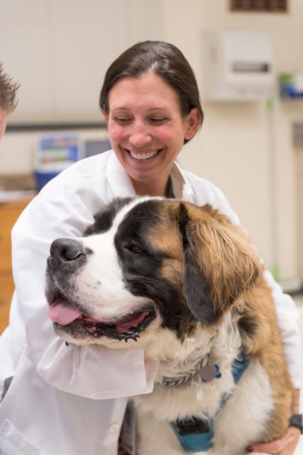 Atticus, a 3-year old St. Bernard, is enrolled in a CBD oil clinical trial at the James L. Voss Veterinary Teaching Hospital. Atticus is in for a recheck by Dr. Stephanie McGrath, Assistant Professor of Clinical Sciences, and Breona Thomas, Clinical Trials Coordinator. April 11, 2018 --John Eisele/CSU Photography