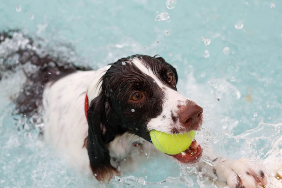 Mookie, the two-year-old springer spaniel fetches a tennis ball from the water in City Park Pool at the Pooch Plunge. (Ashley Potts | Collegian)