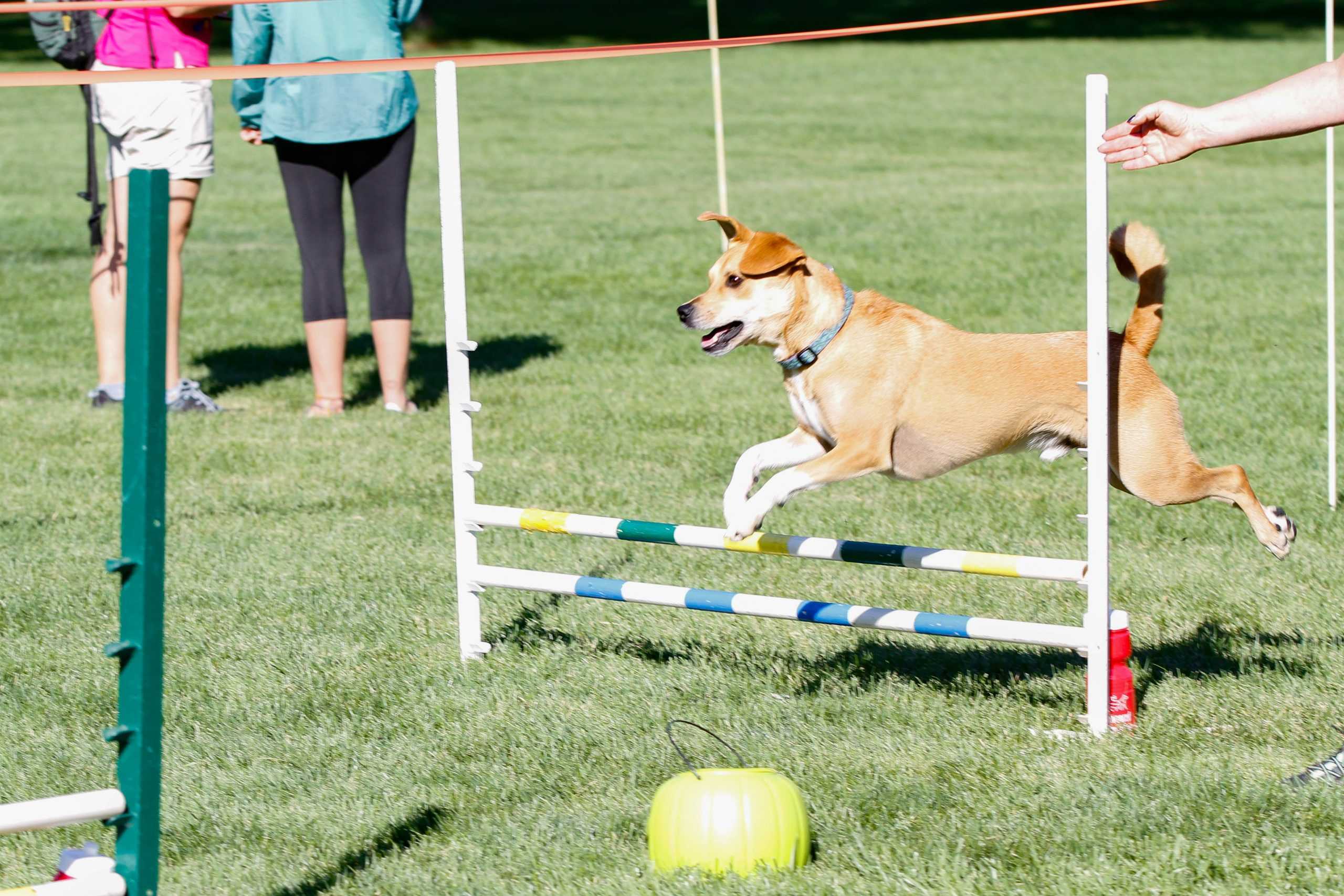 Fort+Collins+dogs+raise+money+for+community+at+23rd+annual+Doggie+Olympics