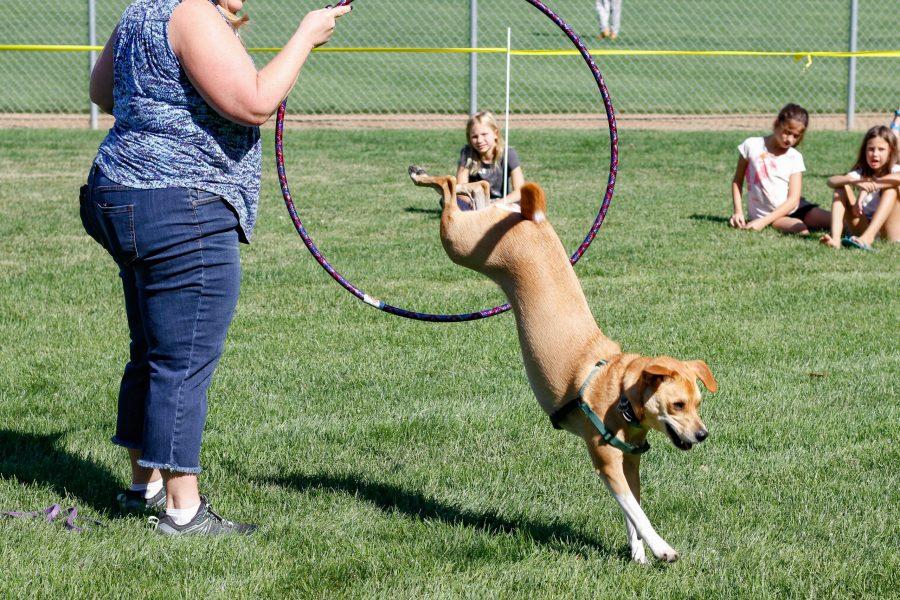 Bailey, the pug and border collie mix, jumps through a hoop as part of the best trick competition at the Doggie Olympics Sept. 16. (Ashley Potts | Collegian)