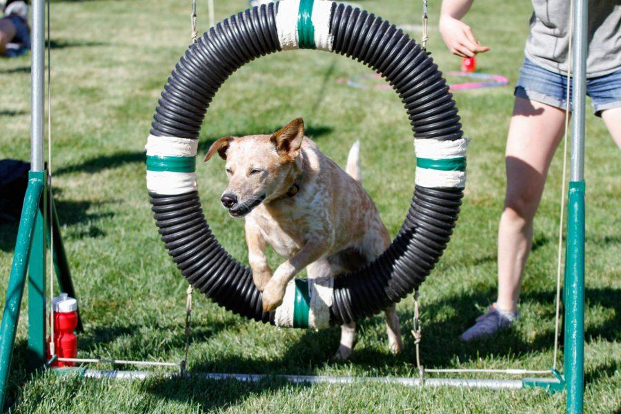 Zeb, the red healer, jumps through an obstacle at the Doggie Olympics Sept. 16. (Ashley Potts | Collegian)
