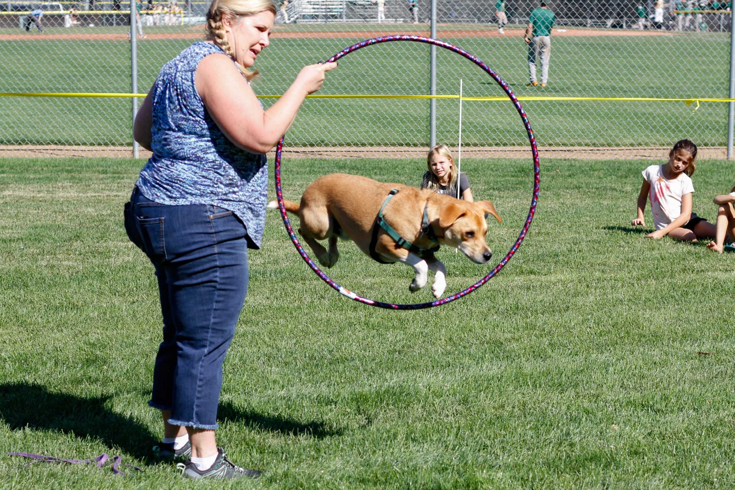 Fort+Collins+dogs+raise+money+for+community+at+23rd+annual+Doggie+Olympics