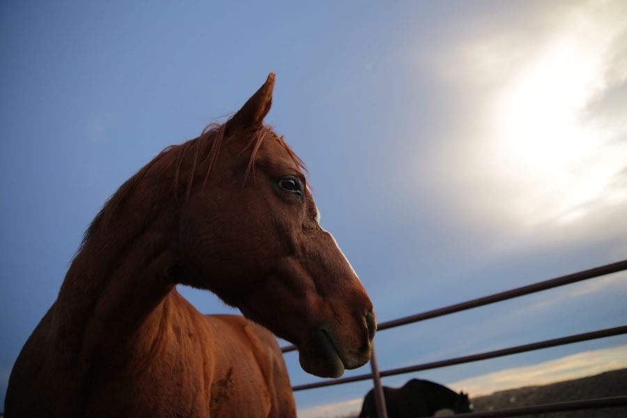 Spanky, an Equine Assisted Activities and Therapies horse at Colorado State University, stands in a pasture at sunset in November 2017. (Forrest Czarnecki | The Collegian)