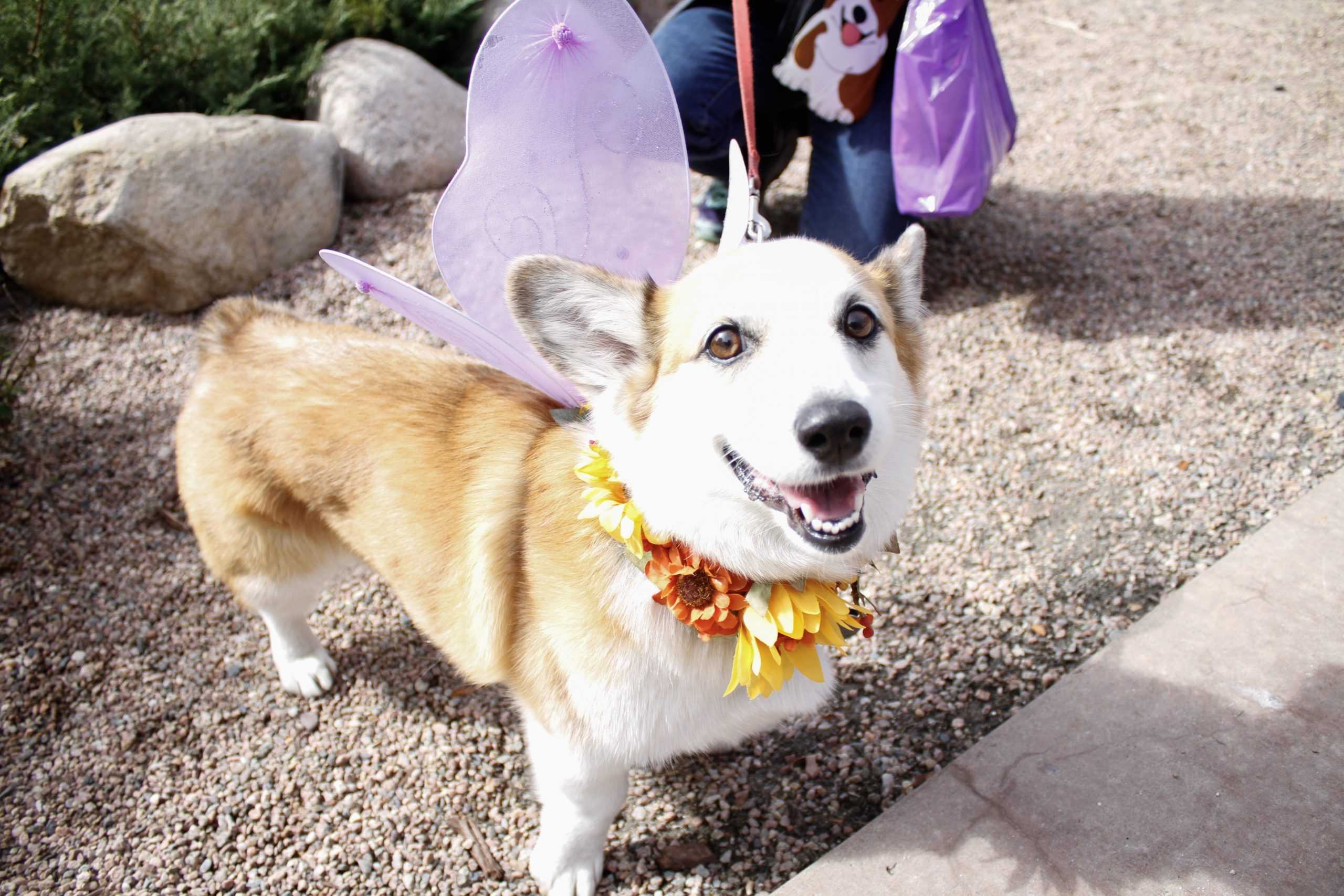 Every+dog+has+its+day%2C+and+Fort+Collins%E2%80%99+fourth+annual+Tour+de+Corgi+was+a+chance+for+a+whole+breed+to+get+the+spotlight.%0D%0A%0D%0AThe+morning+was+cold+in+Civic+Center+Park%2C+though+as+the+dogs+gathered