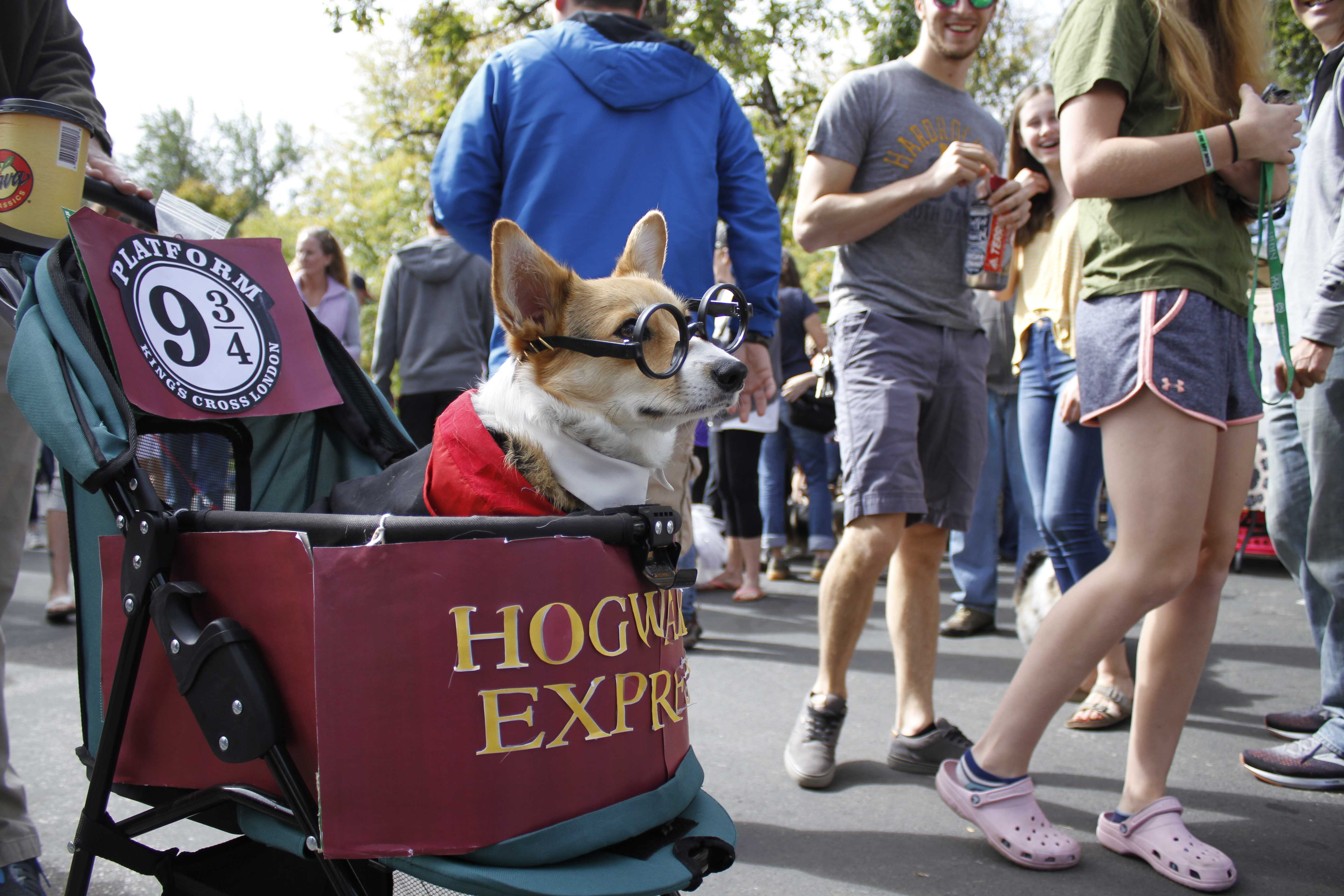 corgi stroller