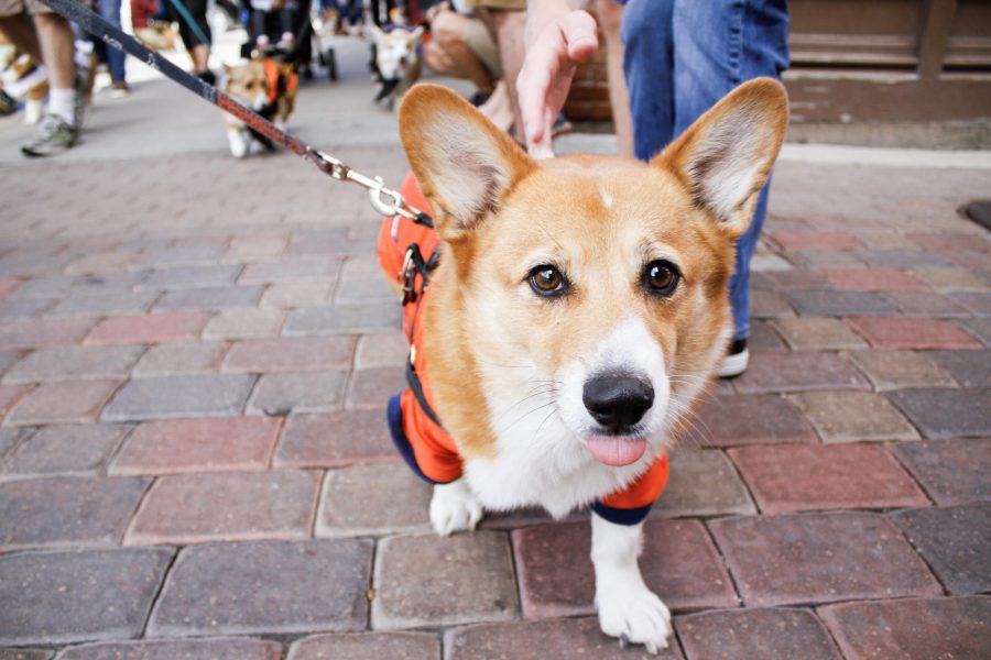 4th annual Tour de Corgi brings costumes, tail wags to Old Town