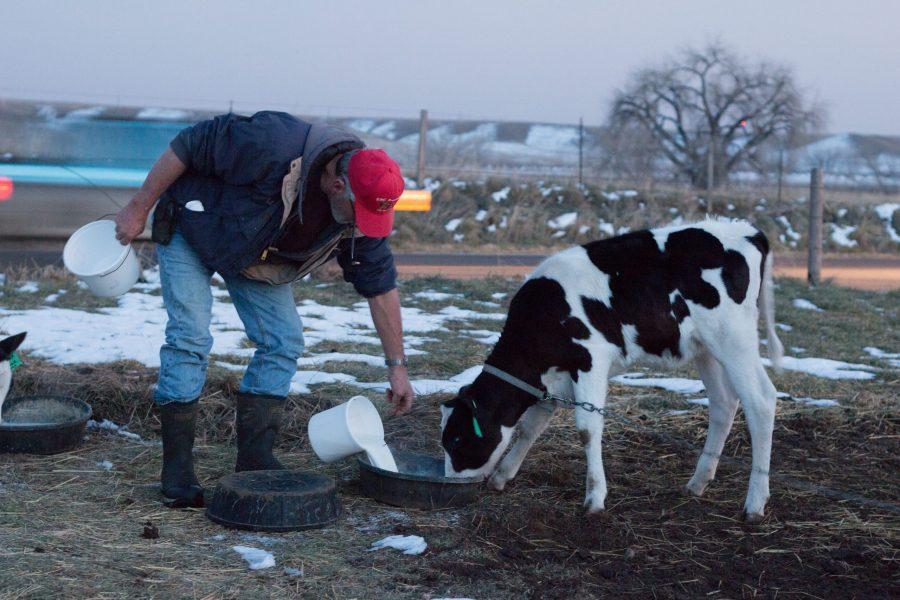 Lugene Sas a dairy farmer in Fort Collins, Colorado. Sas has been working in the dairy industry since 1979 and began hisown dairy plant, Taft Hill Dairy, in 1989. The farm has over 20 cows and provides unpasterized milk to private owners across Northern Colorado. (Erica Giesenhagen | Collegian)