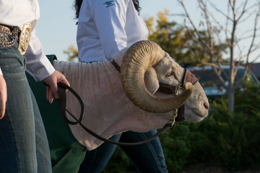 Cam the Ram during the CSU Homecoming parade on October 13, 2017. (Colin Shepherd | Collegian)