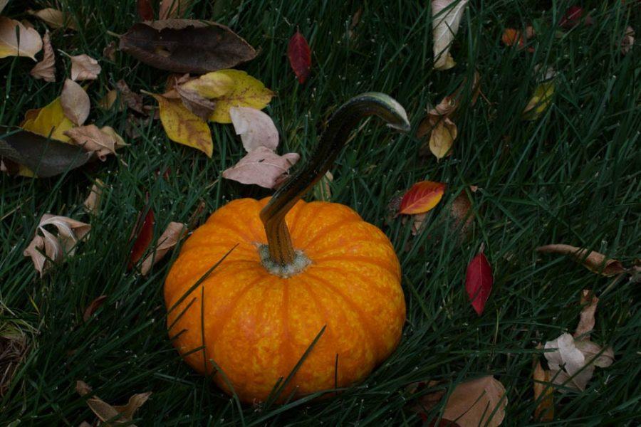 October 26th is National Pumpkin day. (Abby Flitton | Collegian)