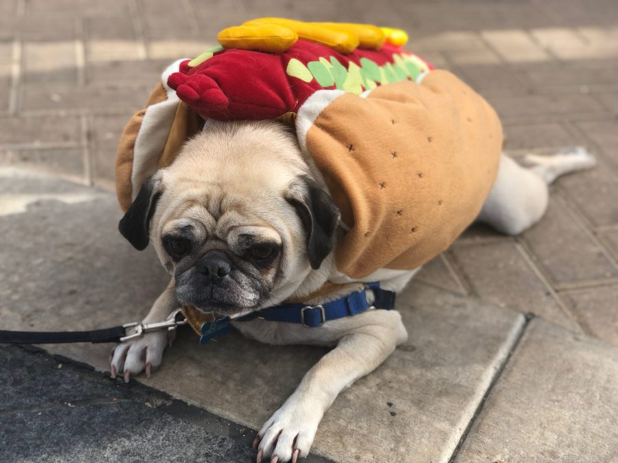 Hundreds of people attended the annual Halloween Pug Parade, where pugs of the Fort Collins area paraded around Old Town in zany costumes.  (Miranda Moses | Collegian)