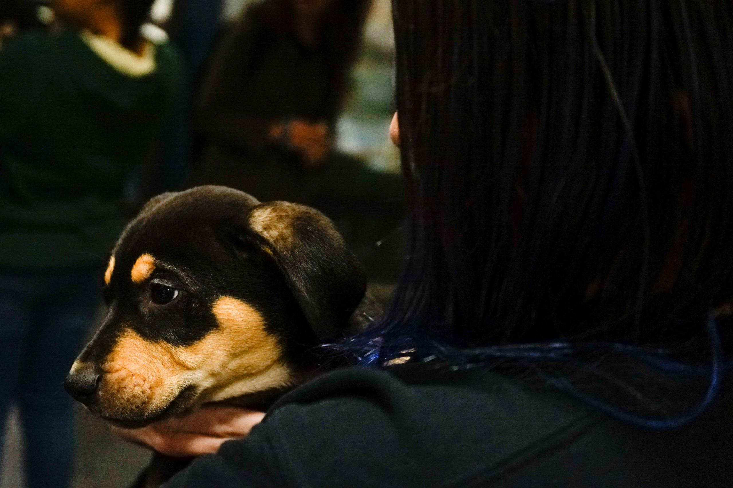 Fort Collins rescue shelter helps students destress with puppies The