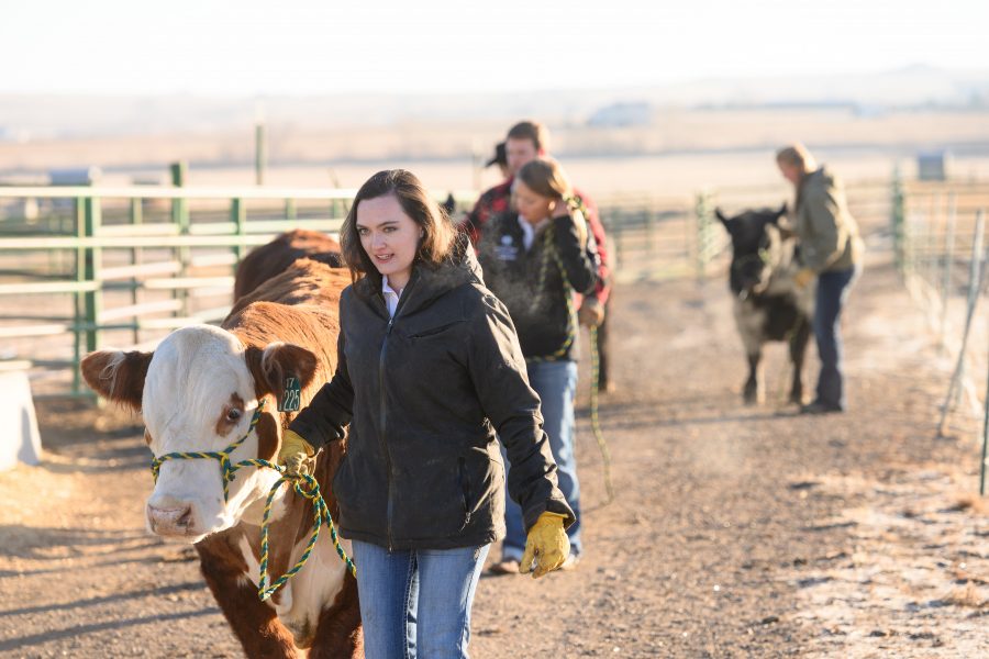 The 2018 Seedstock Merchandising Team with their cattle at the Agricultural Research, Demonstration and Education Center. November 26, 2018. Students in the Doctor of Veterinary Medicine Program are now required to take an animal welfare class taught by assistant professor of livestock behavior and welfare Lily Edwards-Callaway. (Photo courtesy of the College of Agricultural Sciences)