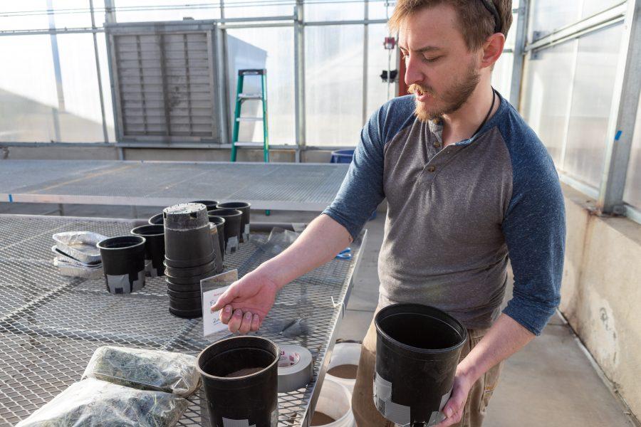 Senior soil and crop sciences major Bo Collins fills planter pots with soil inside the Plant Growth Facilities greenhouse Thursday morning. The pots are for a class exercise that will study the effect of adding worms to soil to increase its nutrient content. Collins originally became interested in farming and soil while living in Thailand in his early twenties. After owning a farm in South Carolina, he came to Fort Collins to further his education on these topics. "I'm trying my best to educate myself, so I can better communicate the importance of soil and these issues to the nonscientific world," he says. (Brooke Buchan | Collegian)
