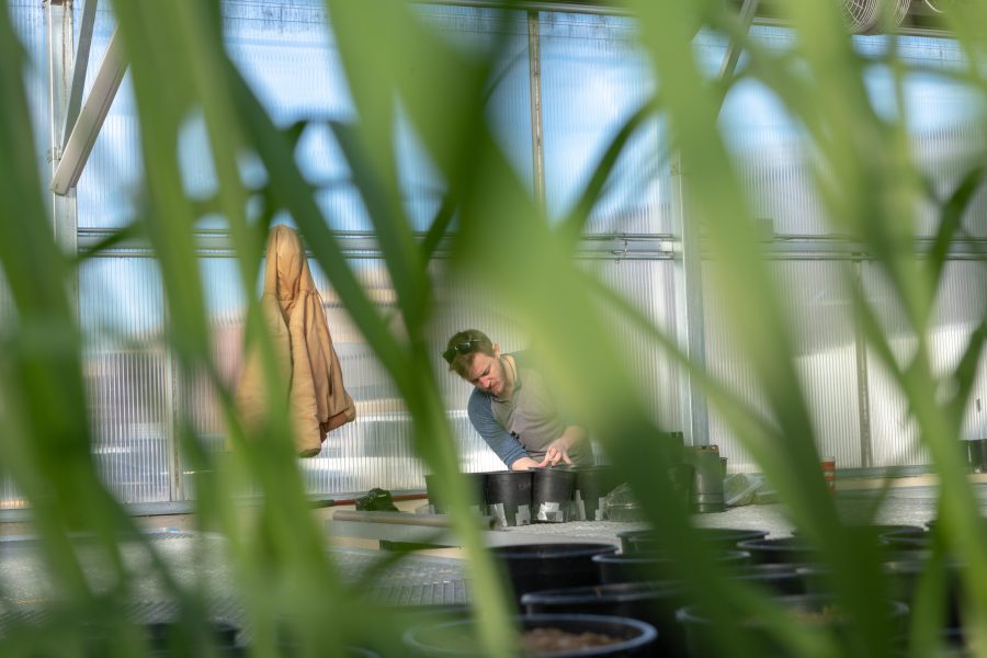 Senior soil and crop sciences major Bo Collins fills planter pots with soil inside the Plant Growth Facilities greenhouse Thursday morning. The pots are for a class exercise that will study the effect of adding worms to soil to increase its nutrient content. Collins originally became interested in farming and soil while living in Thailand in his early twenties. After owning a farm in South Carolina, he came to Fort Collins to further his education on these topics. "I'm trying my best to educate myself, so I can better communicate the importance of soil and these issues to the nonscientific world," he says. (Brooke Buchan | Collegian)