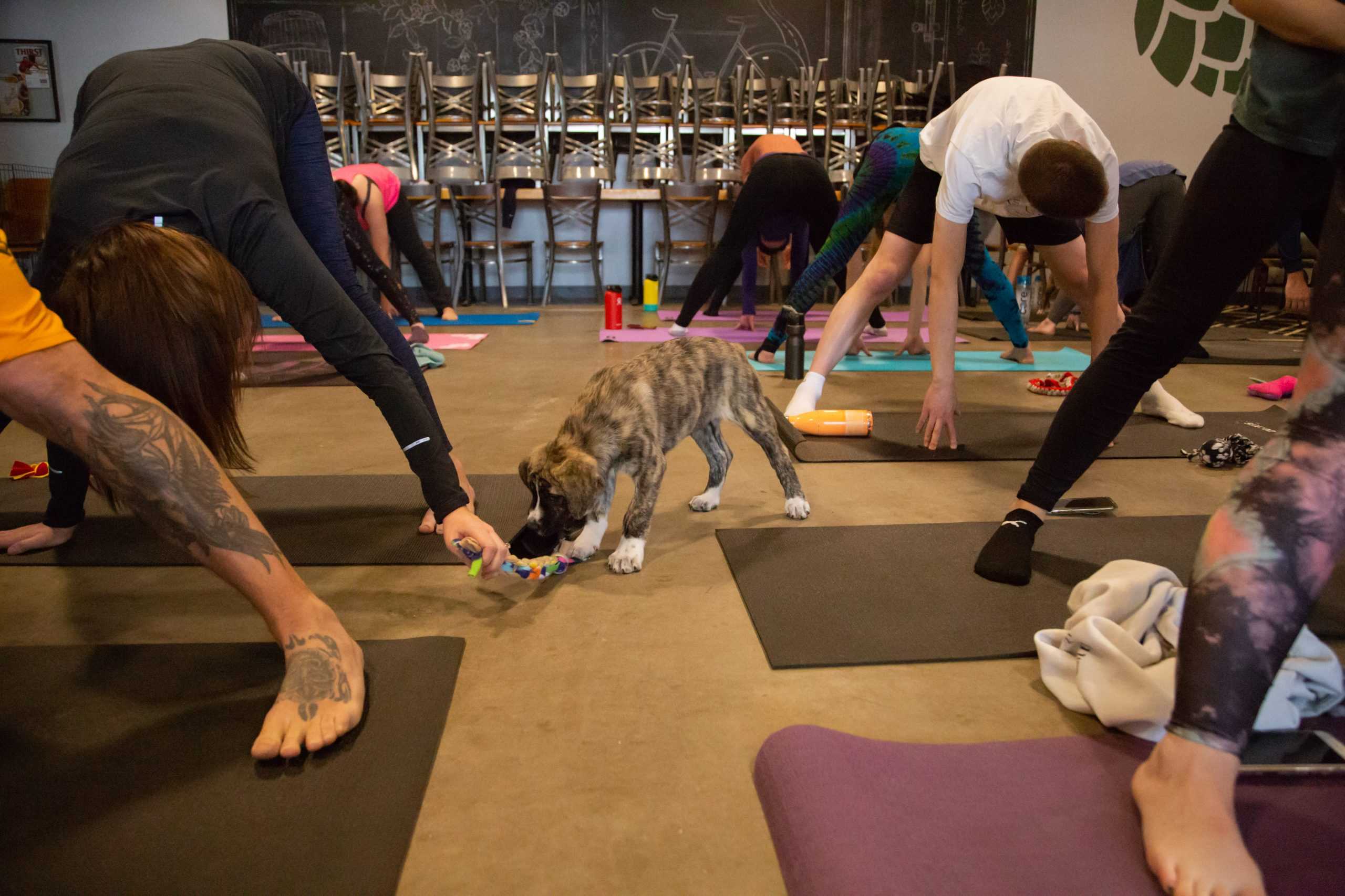 Puppy+Yoga%3A+Om+Kai+makes+exercise+adorable