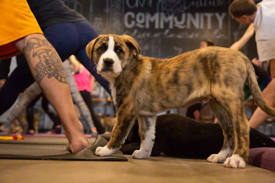 Puppy Yoga is instructed by Kaitlin Mueller at Maxline Brewing Feb. 10, 2019. The puppies run around so much, they start to tire out towards the end of the session. (Clara Scholtz | Collegian)