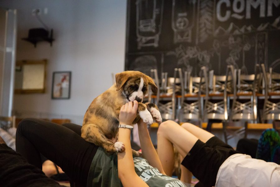 Puppy Yoga is instructed by Kaitlin Mueller at Maxline Brewing Feb. 10, 2019. The puppies interact with the people throughout the yoga class. (Clara Scholtz | Collegian)