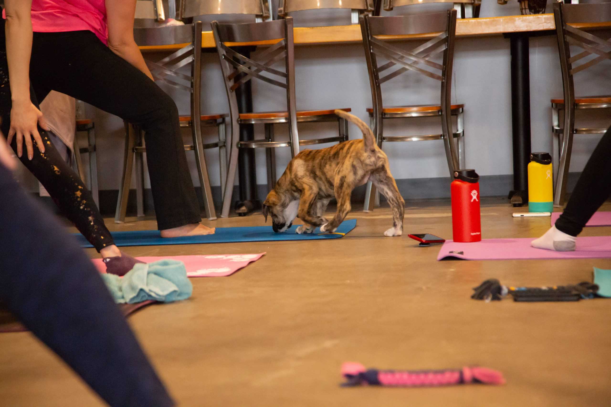 Puppy+Yoga%3A+Om+Kai+makes+exercise+adorable