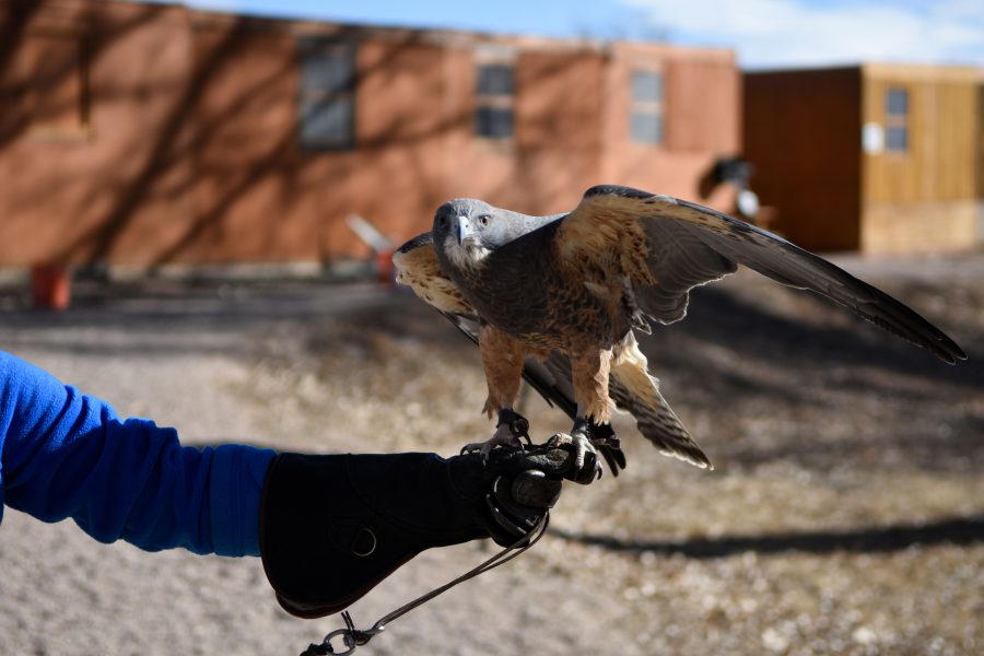 A Swanson’s Hawk spreads its wings in a breeze after being fed. The hawk is one of the permanent residents at the Rocky Mountain Raptor Program and was admitted into their care in 2011. (Matt Tackett | Collegian)