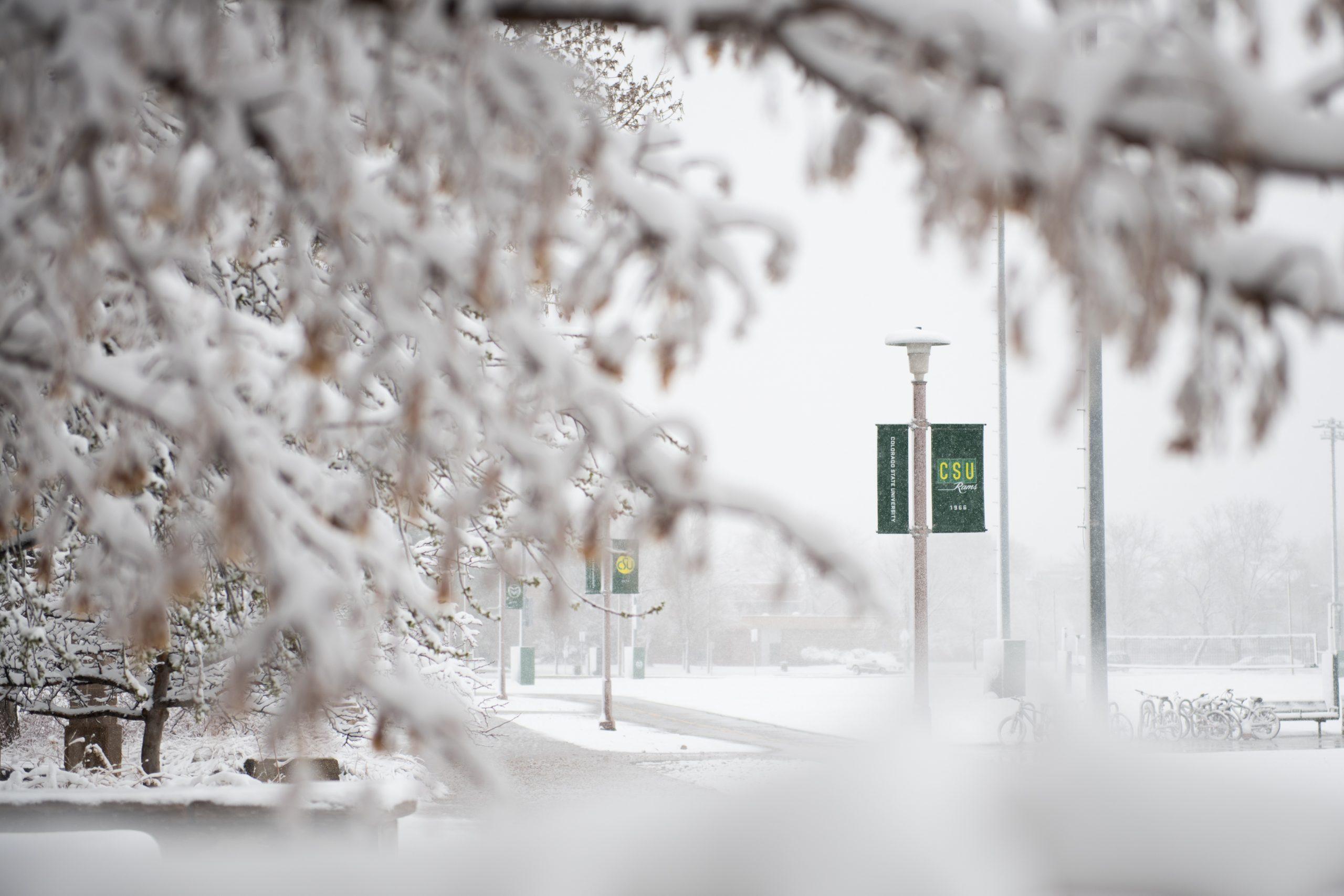 snow on trees and in parking lot