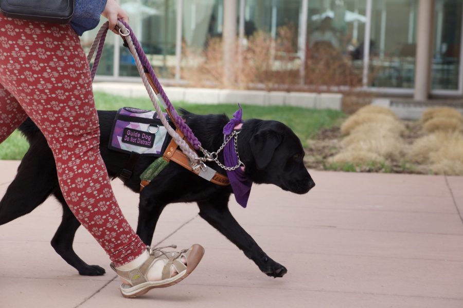 Iris the guide dog leading Cerridwyn Nordstrom into the LSC April 16. Nordstrom discussed how both fake service animals and people distracting guide dogs pose a great risk to the animal and hinder its ability to do its job.