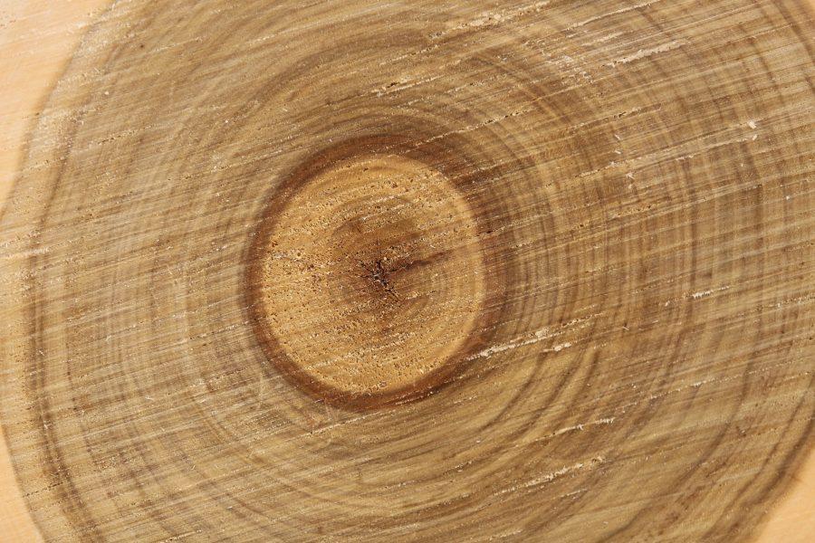 A "cookie log" shows fresh marks from a crosscut saw at one of the Colorado State University logging team's recent practices. (Forrest Czarnecki | College Avenue)