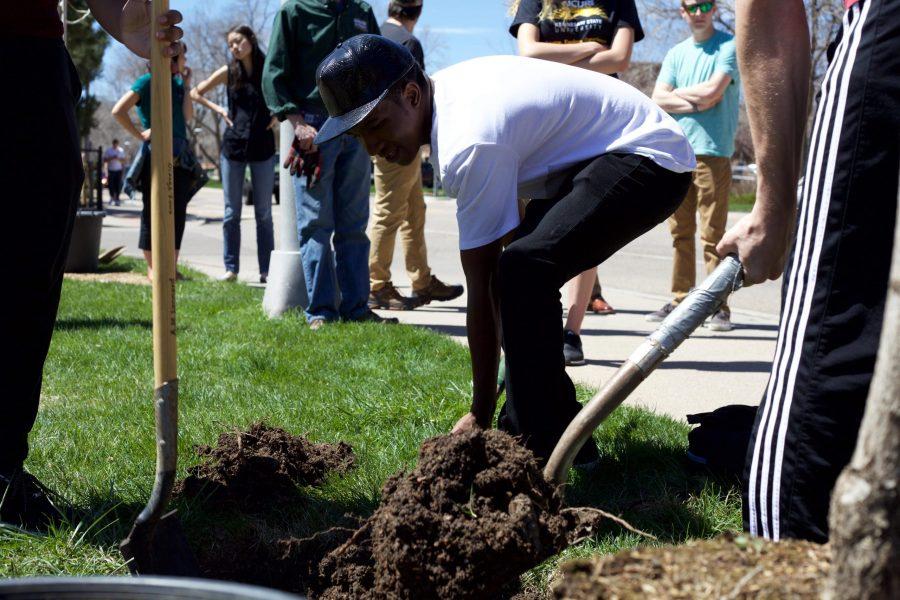 Omega Delta Phi fraternity member Zion Mujib helps plant a tree along Pitkin Street April 19. This Arbor Day event focused on planting the right tree in the right place. (Ryan Schmidt | Collegian)
