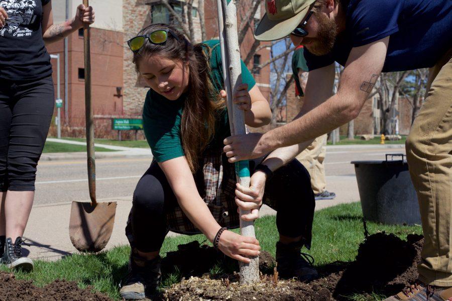 Volunteers Sarah Wingard and Paul Furnas help plant a tree along Pitkin Street April 19. This Arbor Day event focused on planting the right tree in the right place. (Ryan Schmidt | Collegian)
