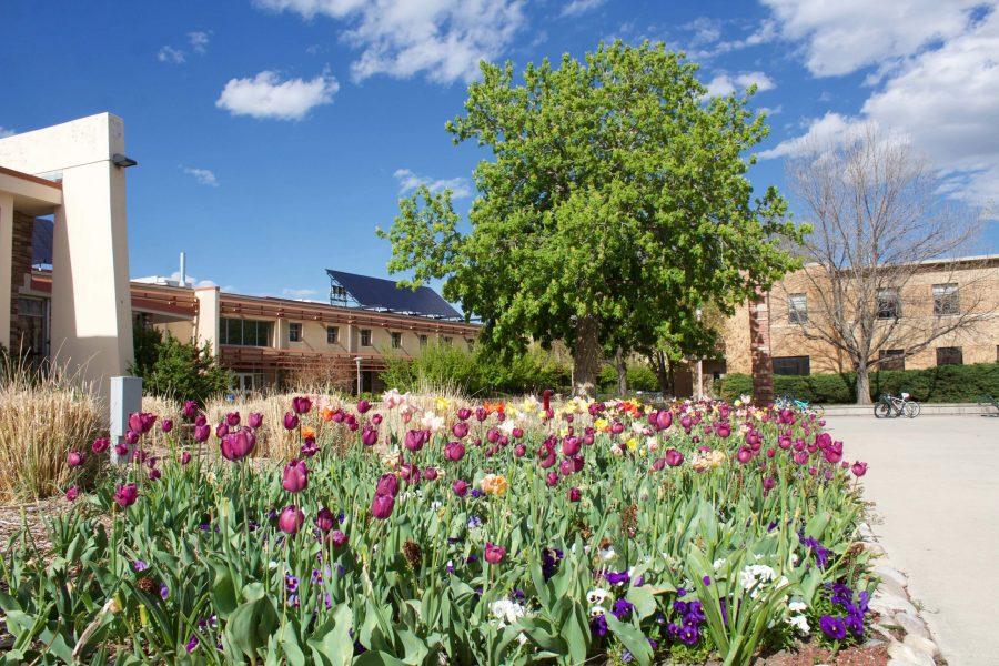 Colorado State University has many classes and other oppurtunities available to students and community members over the summer. (Matt Begeman | Collegian)