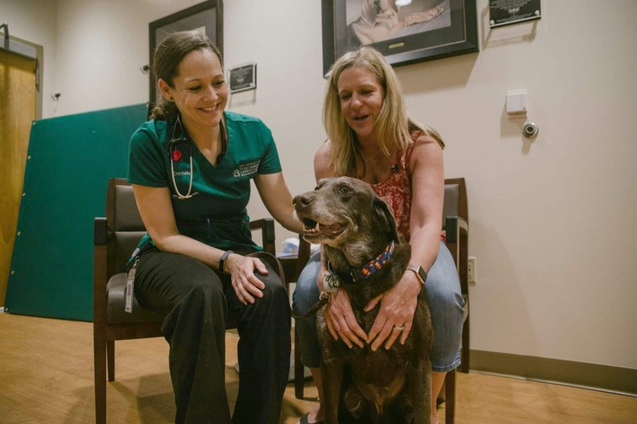 The cancer research will involve a group of 800 dogs split between Colorado State University, Arizona State University, the University of California, Davis and the University of Wisconsin-Madison. (Photo courtesy of Kellen Bakovich/CSU)