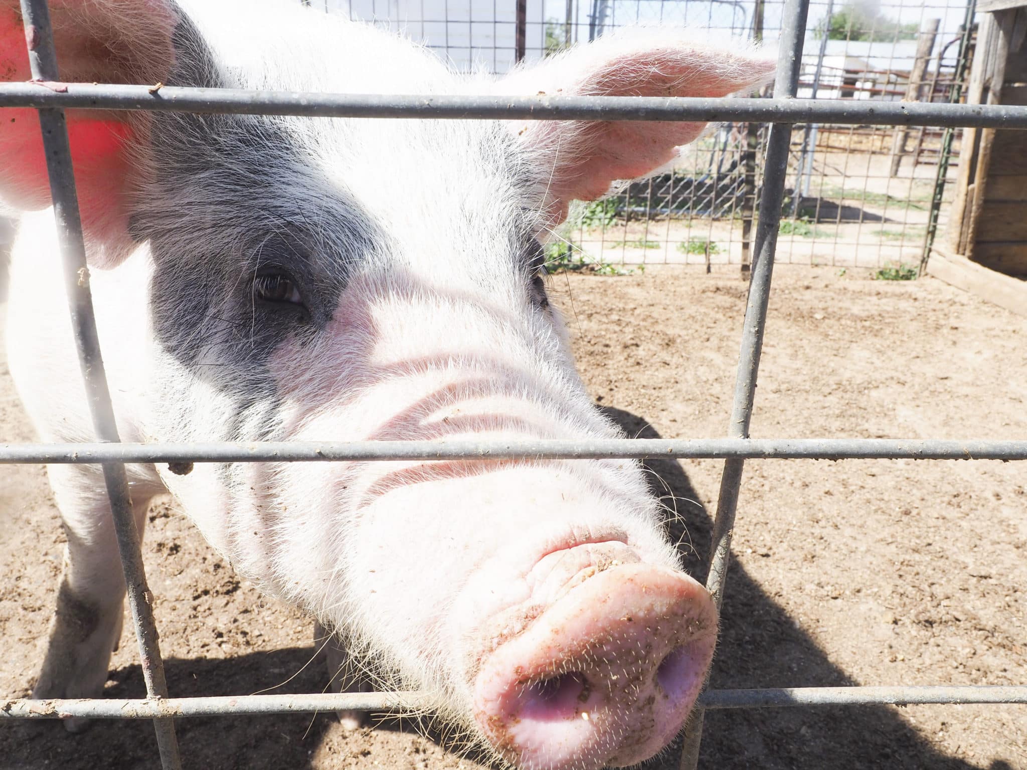 Farming history of Fort Collins uncovered, Pioneer Living Day – The ...