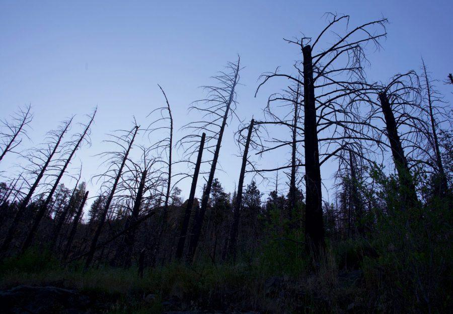 A burnt section of trees near the bottom of the Poudre Canyon, Sep. 1. The Colorado State Forest Service is providing funding to Colorado HOAs, community groups, local governments, utilities and nonprofit organizations to promote proper forest management and reduce fire risk. (Ryan Schmidt | Collegian)