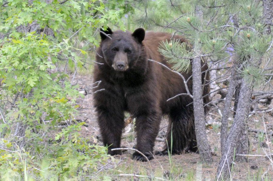 Black bears, such as the one pictured here, are mostly vegetarians, eating grasses and berries. Bear sightings have increased at the Academy in August 2010 as the bears eat massive amounts of food to prepare for winter. (U.S. Air Force photo/Mike Kaplan)