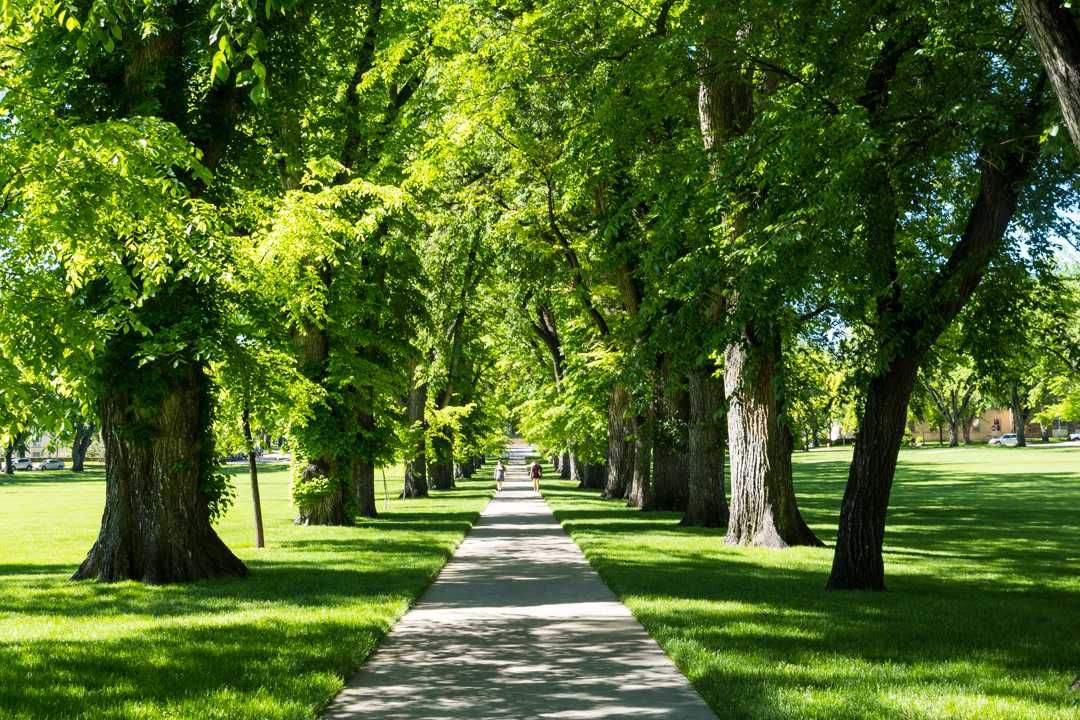 sidewalk lined by trees