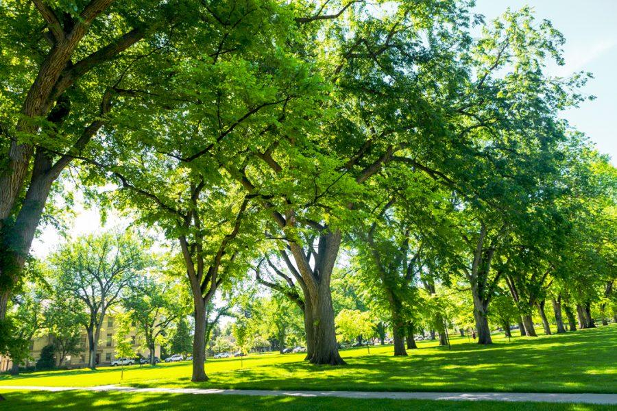 The Oval on Colorado State University's campus is arguably the most photogenic in mid-spring and late summer, before the leaves start to lose their vibrant, green color. (Brooke Buchan | Collegian)