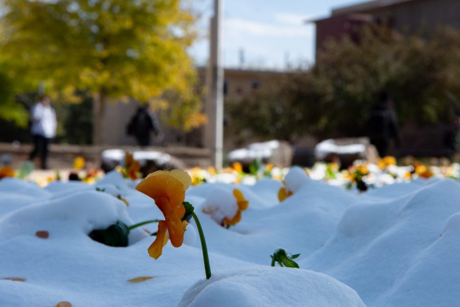 First snow of the fall semester blankets campus causing early leaf fall, Oct 10. (Matt Tackett | The Collegian)