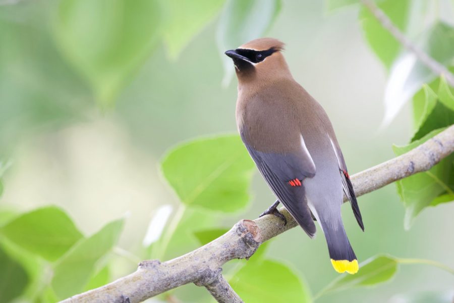 A cedar waxwing at Coot Lake June 18 2019. (Ryan Schmidt | The Collegian)