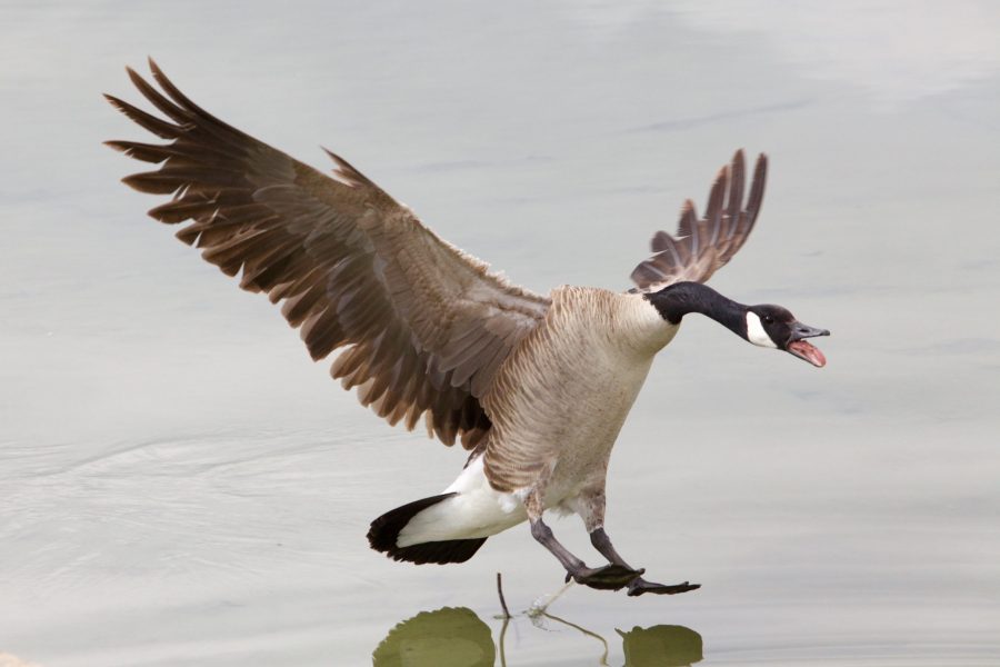 A goose on the lagoon on May 10 2019. (Ryan Schmidt | Collegian)