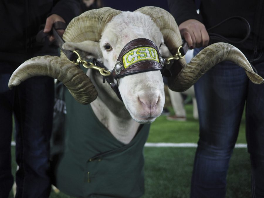 CAM the Ram looks at the camera before running out ahead of the football team in the Rams football 38-21 loss to the Air Force Falcons on Nov. 16, 2019. (Gregory James | The Collegian)
