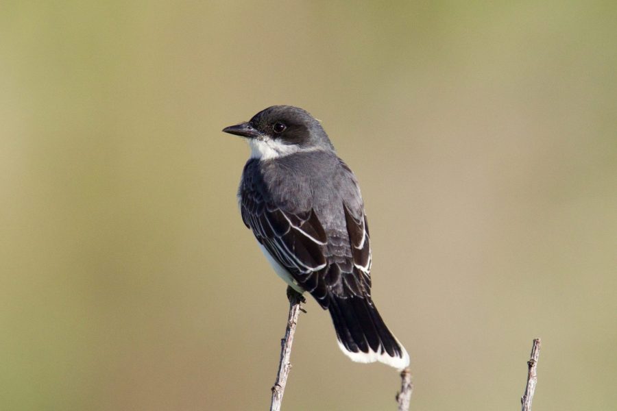 An Eastern Kingbird on May 18. (Ryan Schmidt | The Collegian)