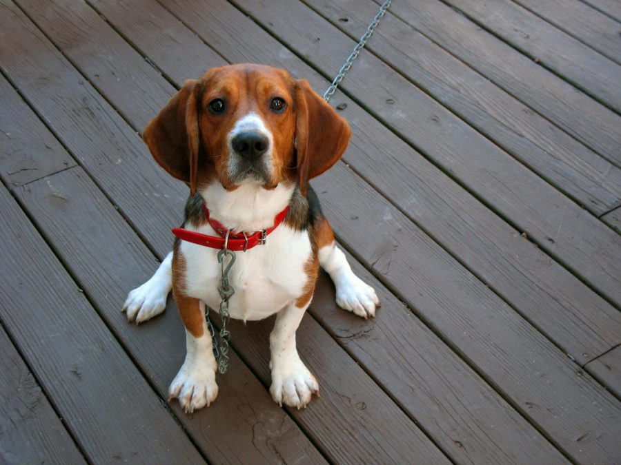 A tri-colored beagle dog posed sitting.