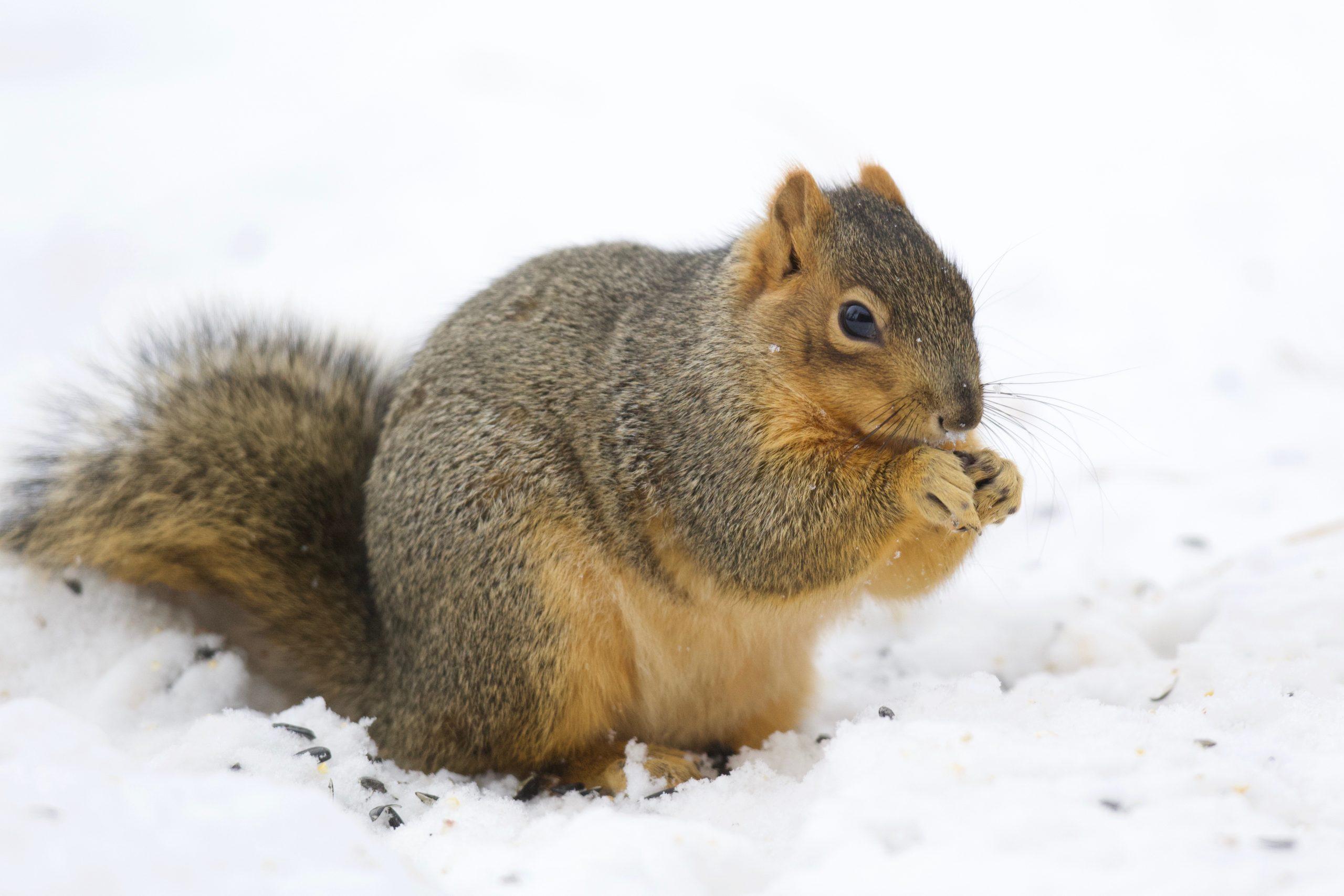 a squirrel in the snow