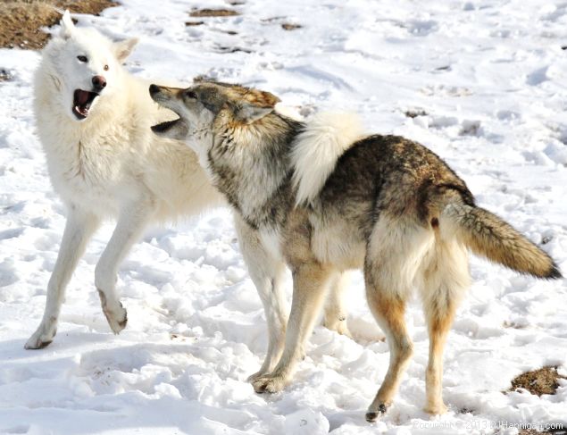 Wolves playing in the snow at the Wolf Sanctuary in Divide, Colorado. (Photo courtesy David Hannigan, Colorado Parks and Wildlife)