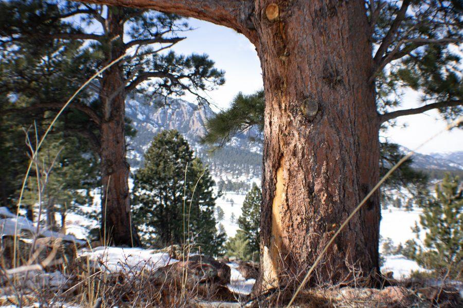 A tree missing some bark stands near the Flat Irons. The Spruce Beetle population is extensively monitored by many organizations due to its effect on Colorado Forests.(Devin Cornelius | Collegian)