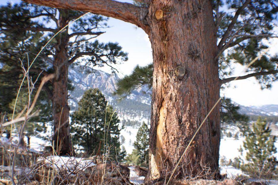 A tree missing some bark stands near the Flat Irons. The Spruce Beetle population is extensively monitored by many organizations due to its effect on Colorado Forests.(Devin Cornelius | Collegian)