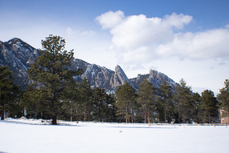 Trees stand in front of the Flat Irons. The spruce beetle is a pest that has been closely monitored my many agencies in Colorado. (Devin Cornelius | Collegian)