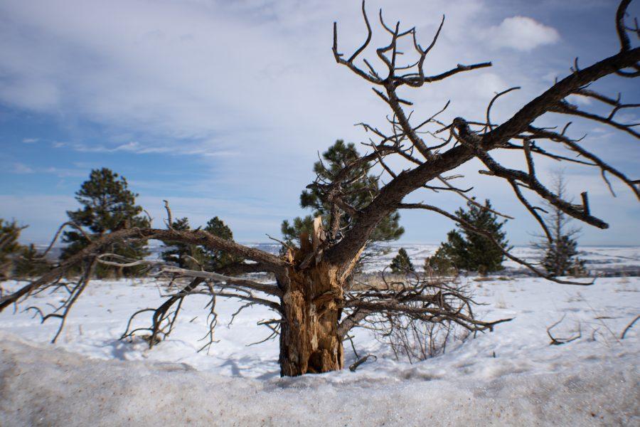 A dead tree sits surrounded by snow. In 2019 Spruce beetles destroy large amounts of trees in Colorado. (Devin Cornelius | The Collegian)